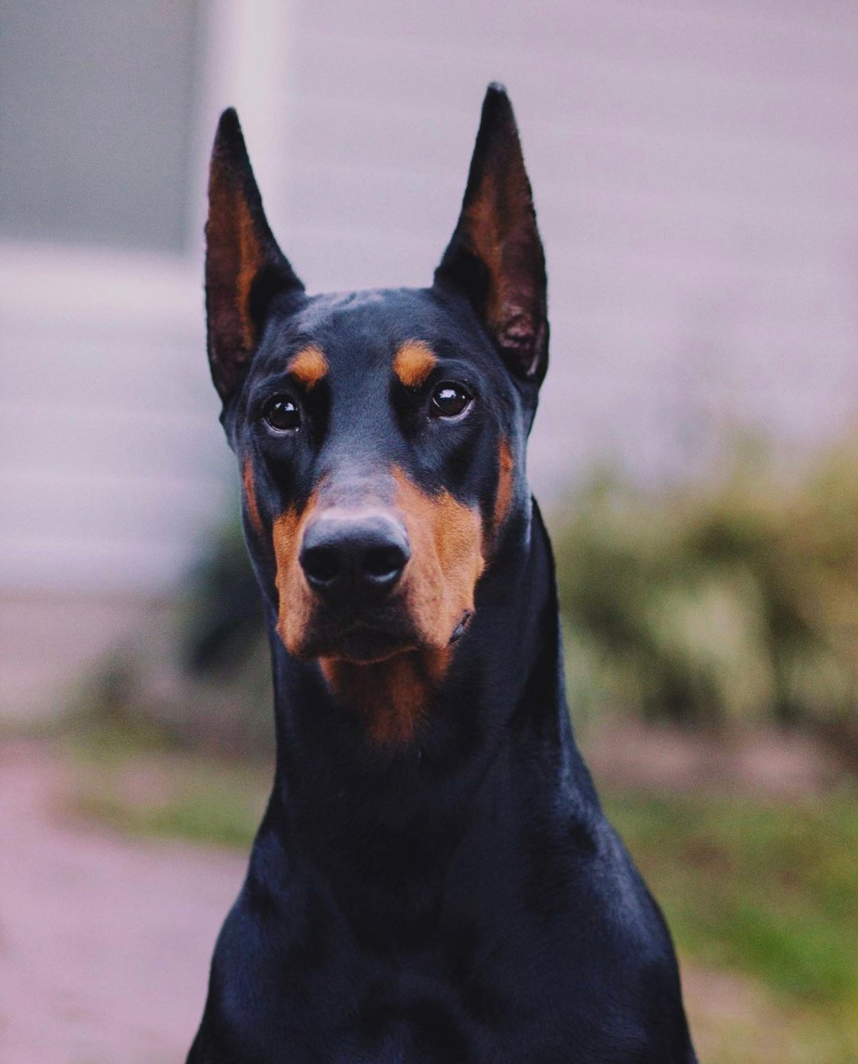 Ear Crop — Should we be nervous? Doberman Forum Doberman Breed Dog
