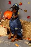Animal Aid Halloween.JPG