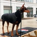 Doberman winter clothes deals