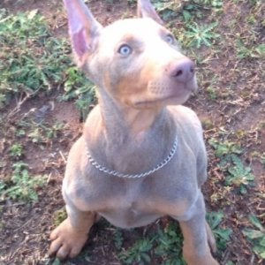 Mr  Miles 3 Months