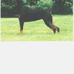Media added by cindy harris Doberman Forum Doberman Breed Dog Forums